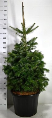 Abies nordmanniana struik 125-150 cm C65