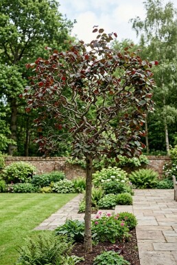 Corylus avellana 'Red Majestic' op stam 150 cm C10