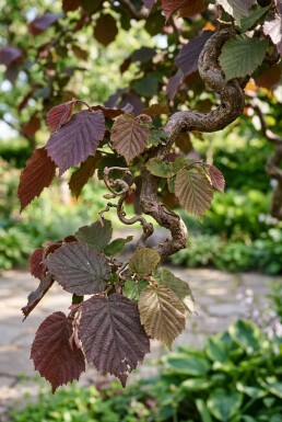 Corylus avellana 'Red Majestic' op stam 150 cm C10