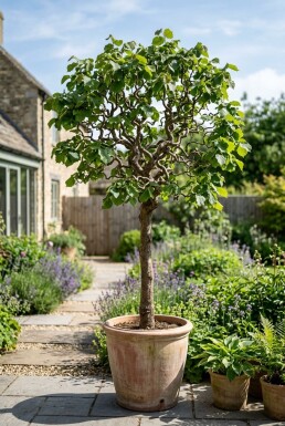 Corylus avellana 'Contorta' op stam 120 cm C7,5
