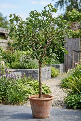 Corylus avellana 'Contorta' op stam 120 cm C7,5