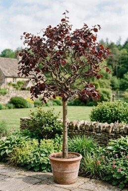 Corylus avellana 'Red Majestic' op stam 80 cm C7,5