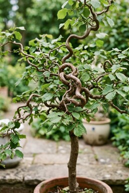 Corylus avellana 'Contorta' op stam 80 cm C7,5