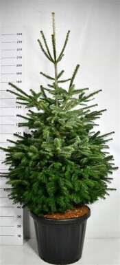Abies nordmanniana struik 175-200 cm C80