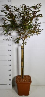 Acer palmatum 'Beni Maiko' op stam 60 cm C15