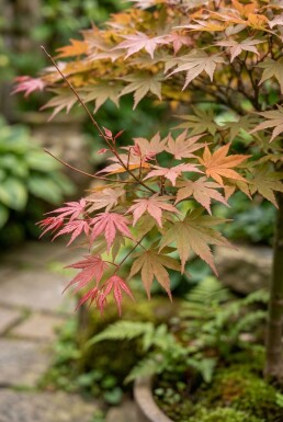 Acer palmatum 'Beni Maiko' op stam 60 cm C15