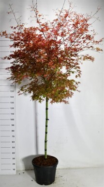 Acer palmatum 'Beni Maiko' op stam 120 cm C35