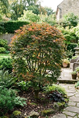Acer palmatum 'Brown Sugar' struik 150-175 cm C35