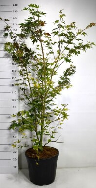 Acer palmatum 'Brown Sugar' struik 150-175 cm C35