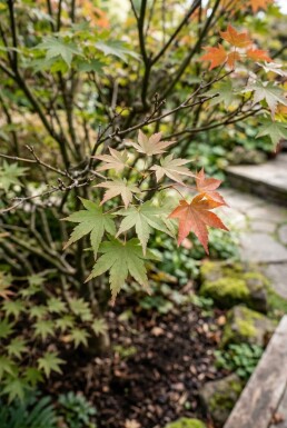 Acer palmatum 'Brown Sugar' struik 150-175 cm C35