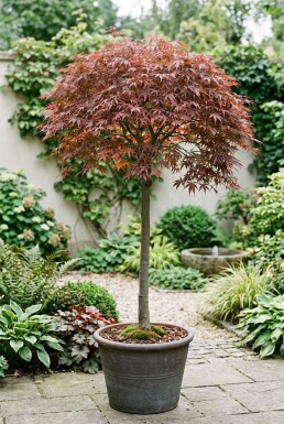 Acer palmatum 'Cascade Ruby' bolvorm op stam 50 cm C35