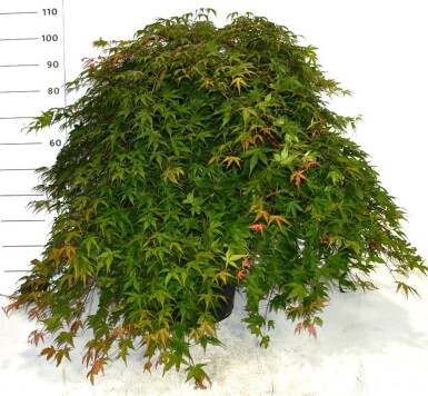 Acer palmatum 'Cascade Ruby' bolvorm op stam 50 cm C35
