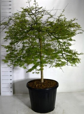 Acer palmatum 'Emerald Lace' op stam 90 cm C110
