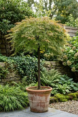 Acer palmatum 'Emerald Lace' op stam 90 cm C35