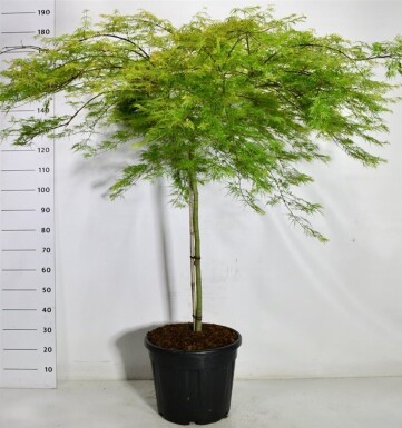 Acer palmatum 'Emerald Lace' op stam 90 cm C35