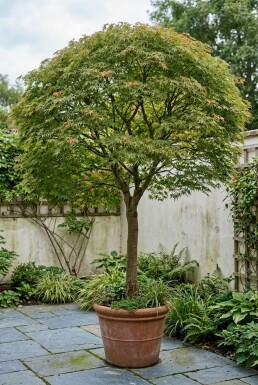 Acer palmatum 'Emerald Lace' op stam 90 cm C35