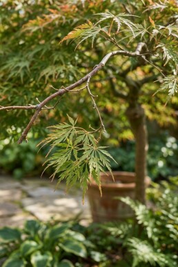 Acer palmatum 'Emerald Lace' op stam 90 cm C35