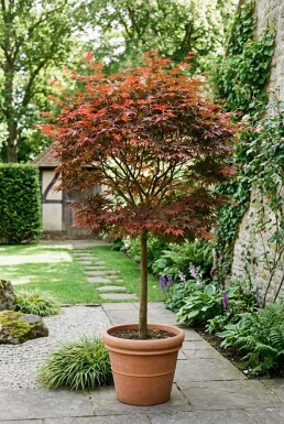 Acer palmatum 'Fireglow' op stam 150 cm C180