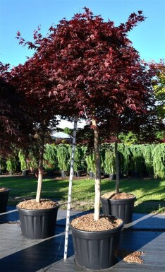 Acer palmatum 'Fireglow' op stam 150 cm C180