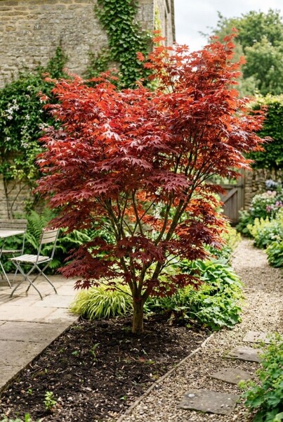 Acer palmatum 'Fireglow' struik 200-225 cm C90