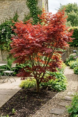 Acer palmatum 'Fireglow' struik 200-225 cm C90