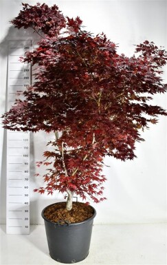 Acer palmatum 'Fireglow' struik 200-225 cm C90