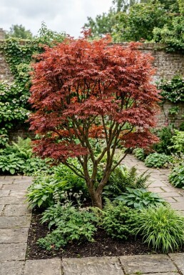 Acer palmatum 'Fireglow' struik 200-225 cm C90
