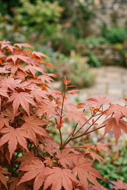 Acer palmatum 'Fireglow' struik 200-225 cm C90