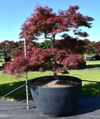 Acer palmatum 'Garnet' struik 200-225 cm C1040