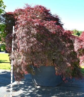 Acer palmatum 'Garnet' struik 350-400 cm C1040