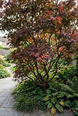 Acer palmatum 'Garnet' struik 350-400 cm C1040
