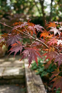 Acer palmatum 'Garnet' struik 350-400 cm C1040