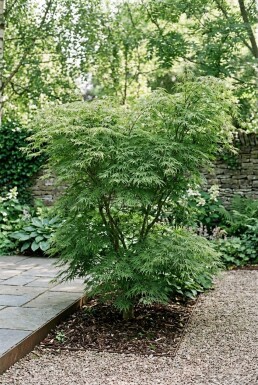 Acer palmatum 'Green Lace' struik 180-200 cm C180