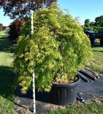 Acer palmatum 'Green Lace' struik 180-200 cm C180