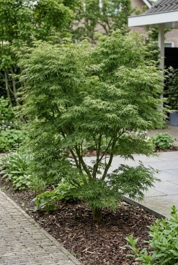 Acer palmatum 'Green Lace' struik 180-200 cm C180