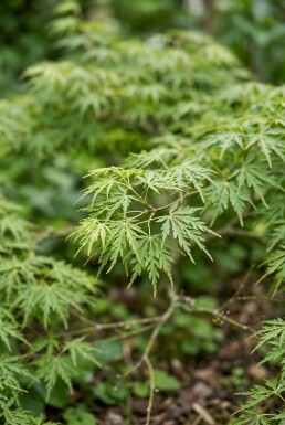 Acer palmatum 'Green Lace' struik 180-200 cm C180