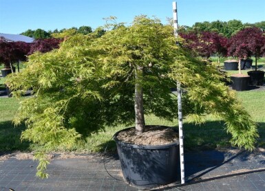 Acer palmatum 'Green Lace' op stam 90 cm C230