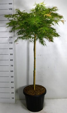 Acer palmatum 'Green Lace' op stam 100 cm C25