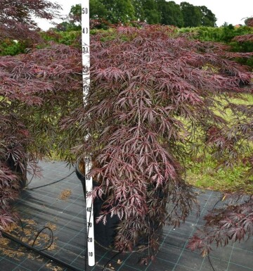 Acer palmatum 'Inaba-shidare' meerstammig 80-100 cm C130