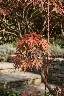 Acer palmatum 'Inaba-shidare' meerstammig 80-100 cm C130