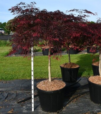 Acer palmatum 'Inaba-shidare' op stam 90-100 cm C130