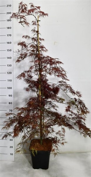 Acer palmatum 'Inaba-shidare' gestokt 150-175 cm C15