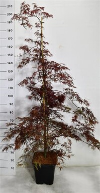 Acer palmatum 'Inaba-shidare' gestokt 150-175 cm C15