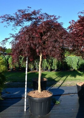 Acer palmatum 'Inaba-shidare' op stam 150 cm C180