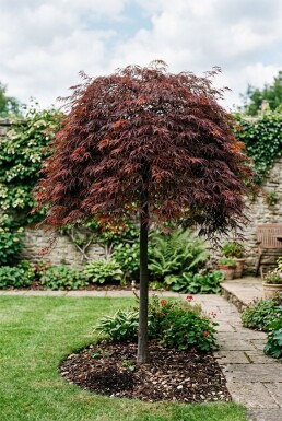 Acer palmatum 'Inaba-shidare' op stam 130 cm C230