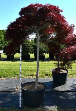 Acer palmatum 'Inaba-shidare' op stam 130 cm C230