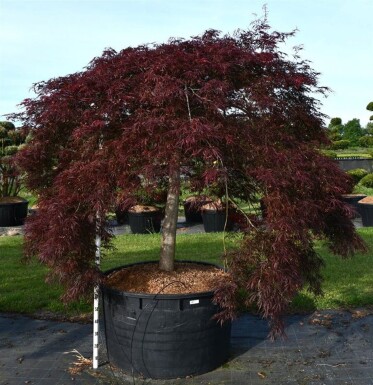 Acer palmatum 'Inaba-shidare' op stam 120 cm C600