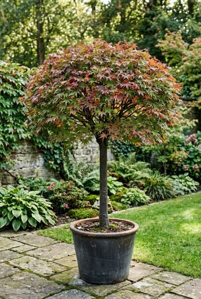 Acer palmatum 'Jerre Schwartz' op stam 60 cm C15