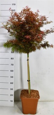 Acer palmatum 'Jerre Schwartz' op stam 60 cm C15