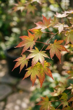 Acer palmatum 'Jerre Schwartz' op stam 60 cm C15